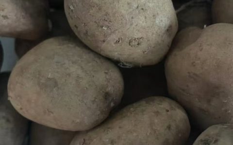 威宁洋芋：400年种出一座”中国薯城”，贵州人凭什么把土豆当饭吃？