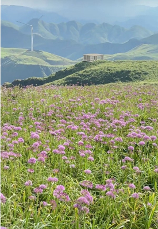 野生韭菜花海