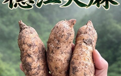 德江天麻选购指南