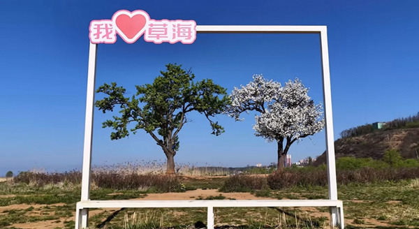 夫妻树