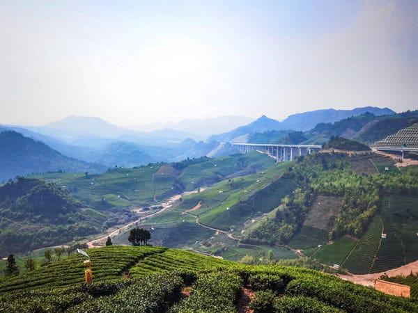 茶园基地,图来自贵定县民政局