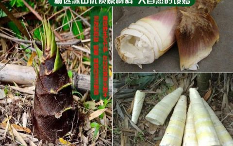 赤水竹笋选购指南