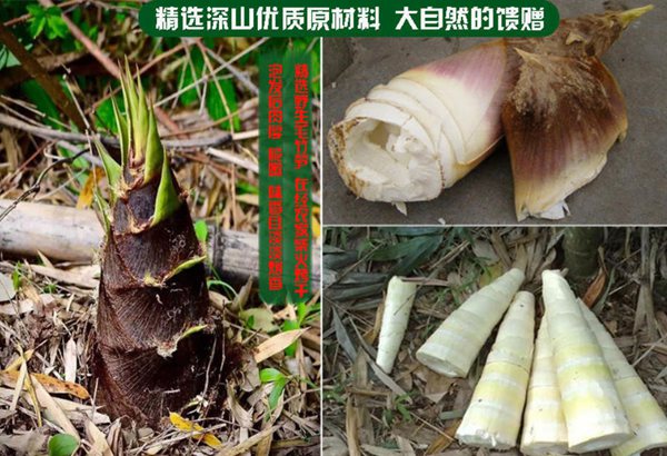 赤水楠竹
