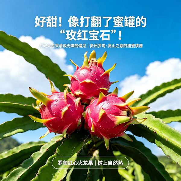 罗甸火龙果选购指南