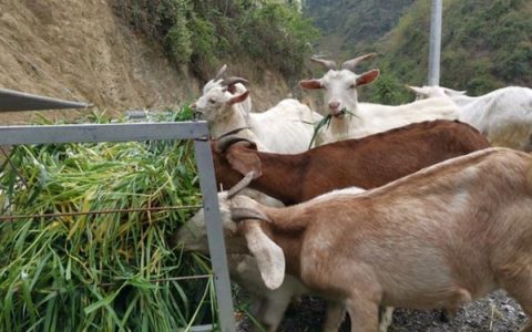 沿河白山羊选购指南