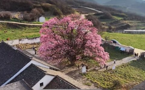 威宁游击团旧址:游记精神传精神 玉兰花下人从众