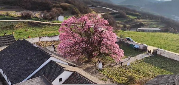 威宁游记团旧址园内玉兰花